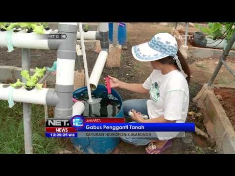 Warga rusun Marunda miliki kebun Hidroponik - NET12