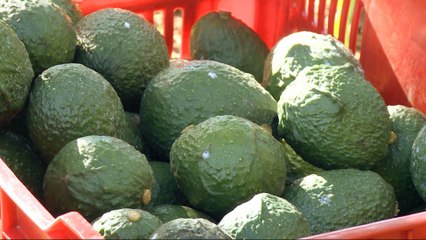 Mexican avocado exports to US in doubt