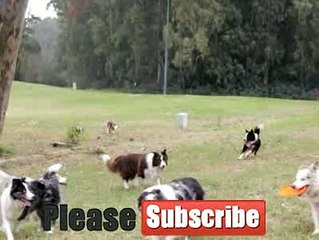 Coba anda lihat keseruan sekumpulan anjing ini ketika bermain di lapangan berumput