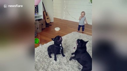 Just some French bulldogs and some balloons