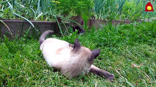 Проверка кота на выносливость. Смешные коты