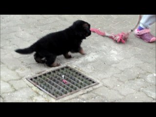 Bonny 5 et 6 semaines