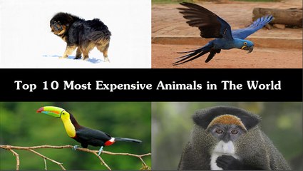 Top 10 Most Expensive Animals in The World