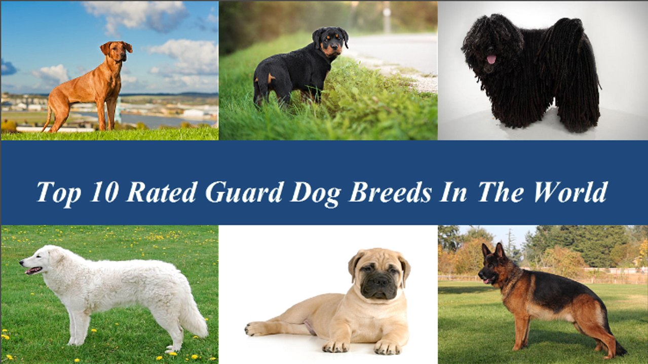 Top 10 Rated Guard Dog Breeds In The World