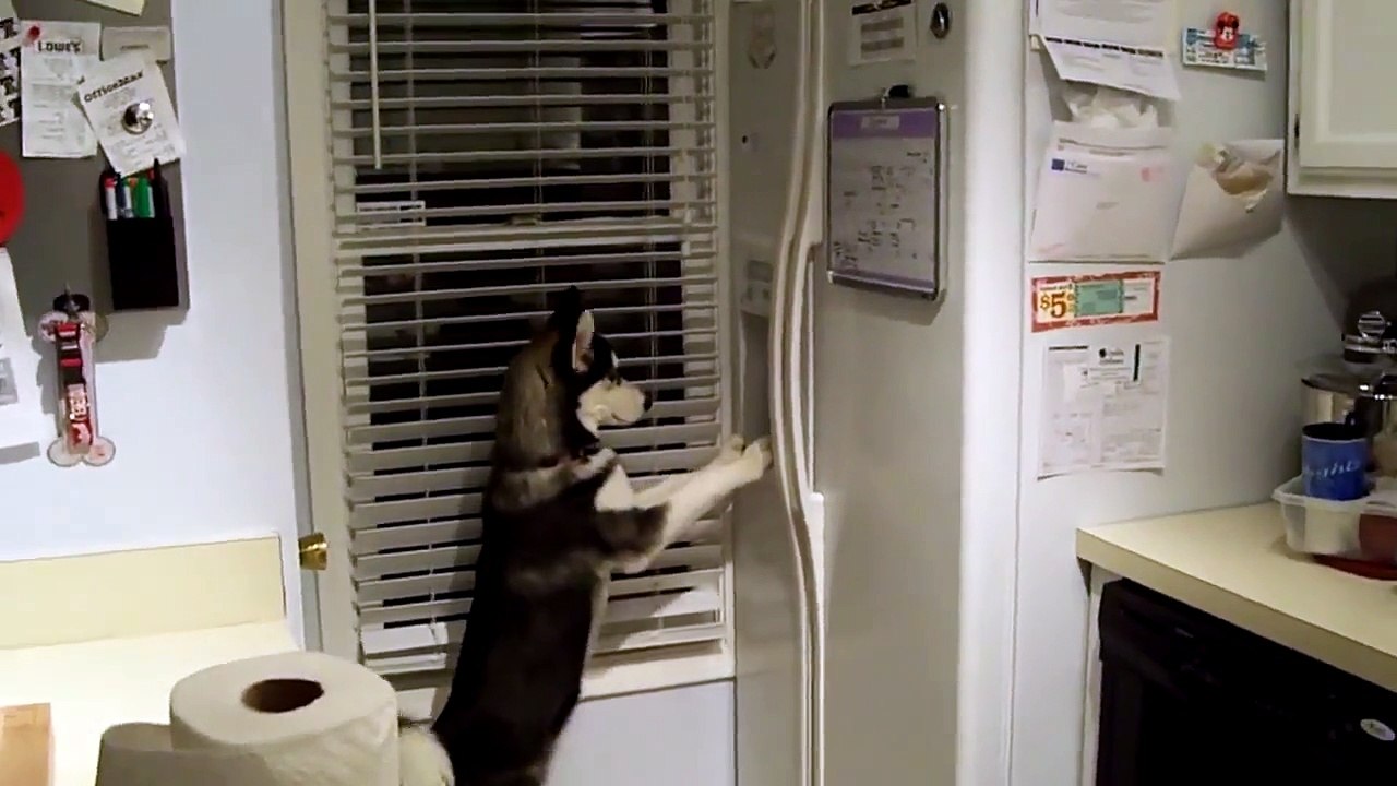 Ce husky a une petite envie de glaçon !