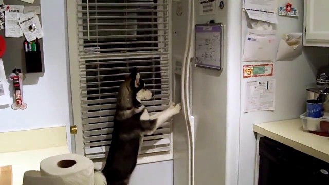 Ce husky a une petite envie de glaçon !