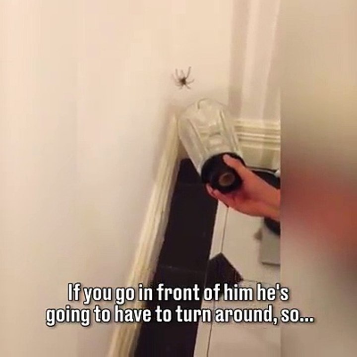 Essayer de choper une araignée ! FAIL