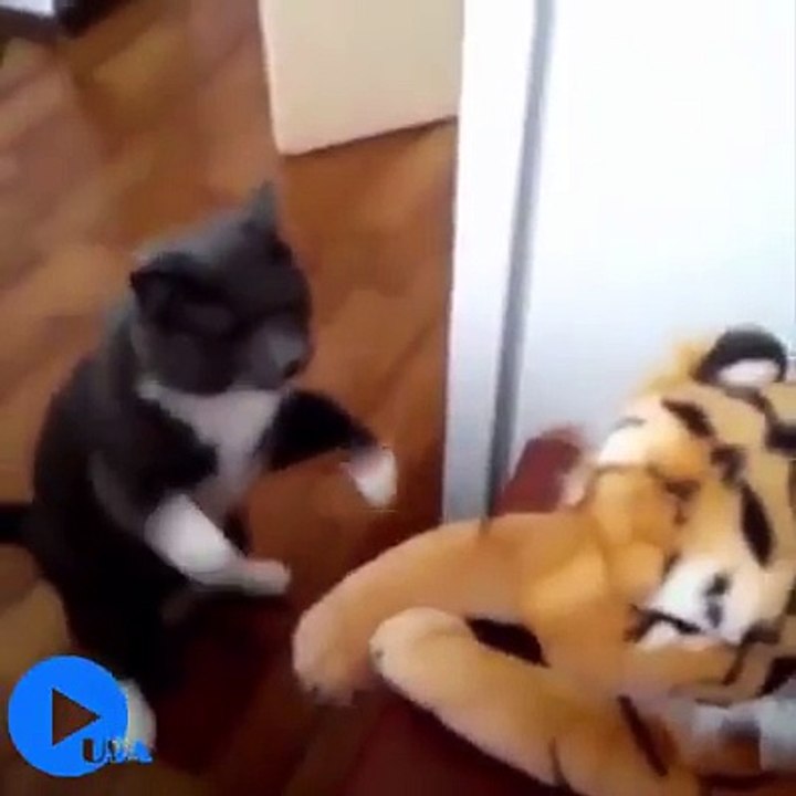 Funny animals hilarious compilation