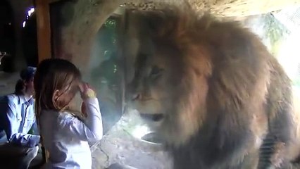 かわいい少女に、ライオンがブチギレw