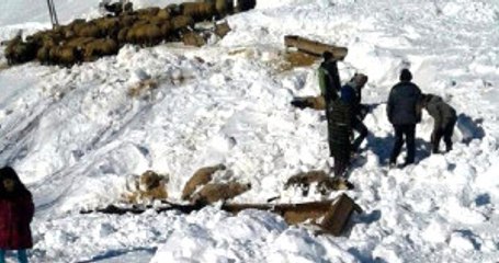 Bingöl'de Çığ Altında Kalan 120 Küçükbaş Hayvan Telef Oldu