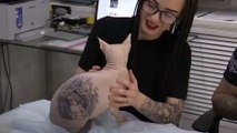 Ce chat sans poils possède plusieurs vrais tatouage