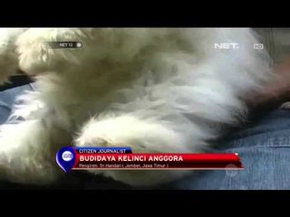 Budidaya Kelinci Anggora - NET12