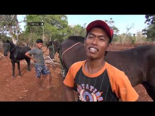 Proses penjinakan kuda kecak memakan waktu setahun - NET24
