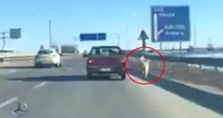 Arabasının Aynasına Köpeğini Bağlayarak Koşturan Sürücü Tepki Çekti