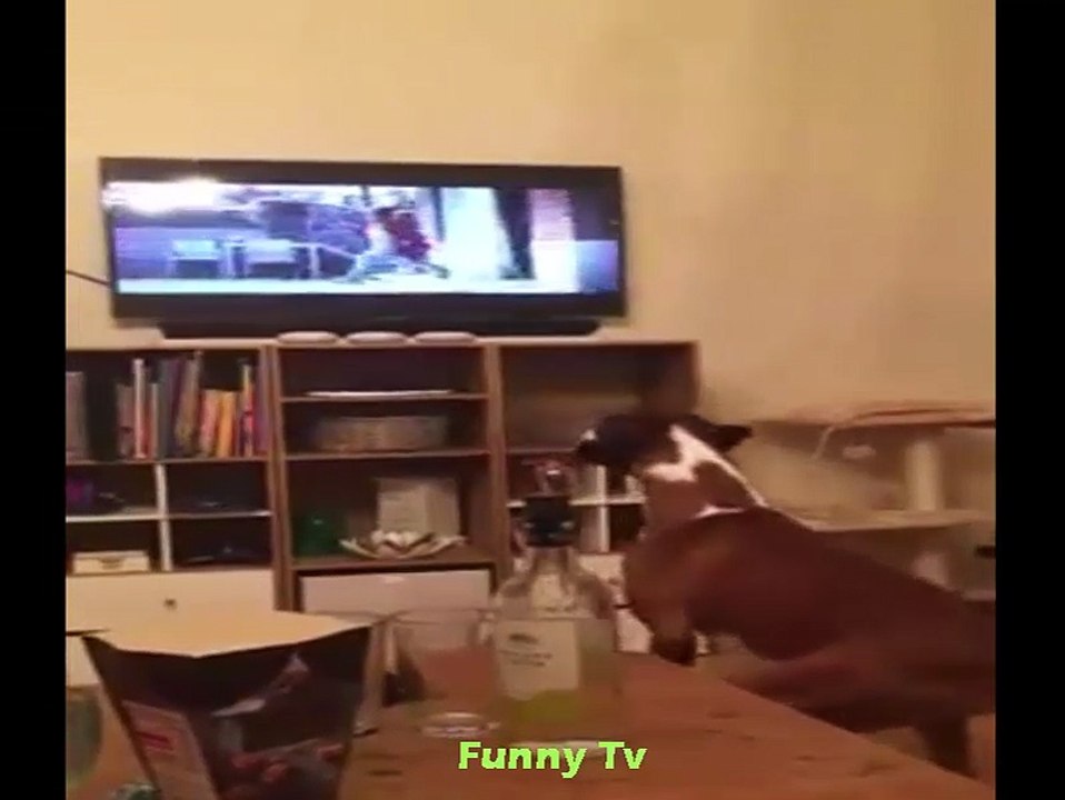 Compilation || Funny Dogs Video