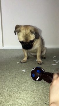 Ce chien fait le même bruit que son jouet qui couine