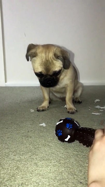 Ce chien fait le même bruit que son jouet qui couine