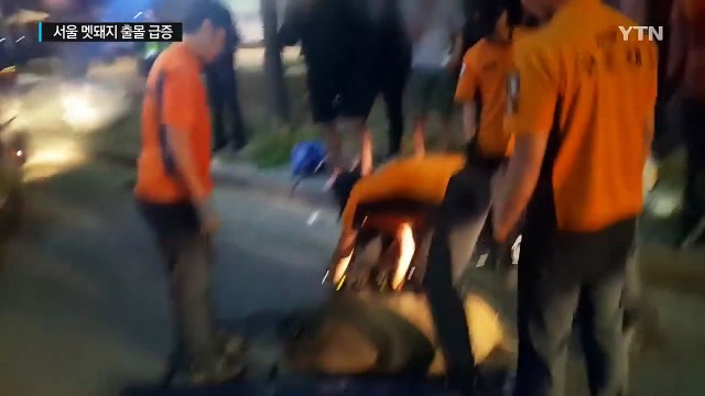 서울 도심 멧돼지 출몰 5년 새 12배 급증...대피요령은? / YTN (Yes! Top News)