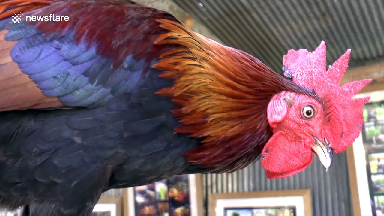 Cute piglets and calf compete for bottle feeding