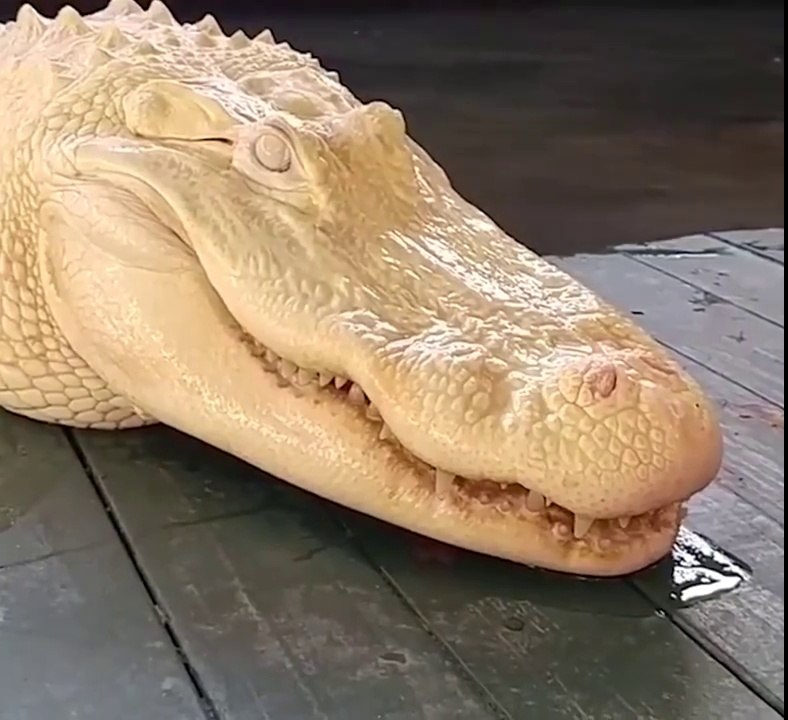 Un alligator albinos qui refuse de sourire