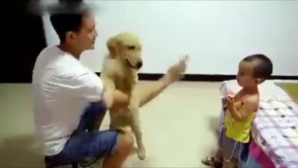 Pup protects toddler from his dad shouting... 