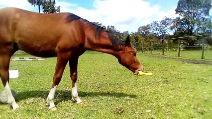Un cheval qui découvre un jouet pour enfant