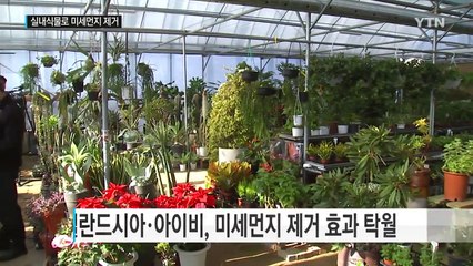 실내식물 키워 미세먼지 확 줄인다 / YTN (Yes! Top News)