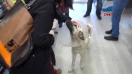 Bilecik - Av Tüfeğiyle Vurulan 'Nazlı'ya Yuva Aranıyor