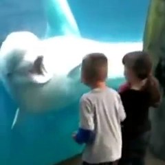 Belugas whale trying to scare children