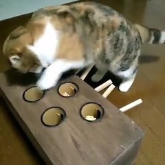 Cat vs Dog fastest fury swipe