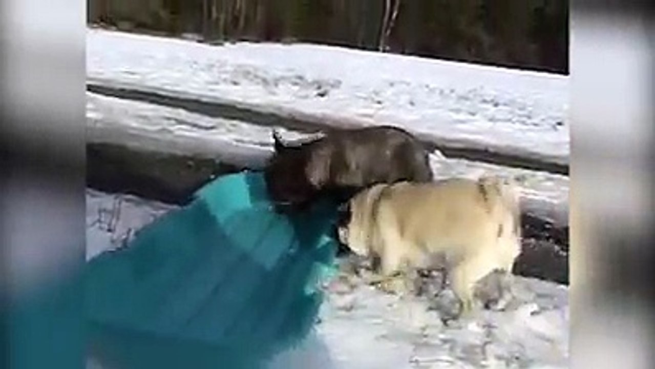 Cute animal videos in the snow