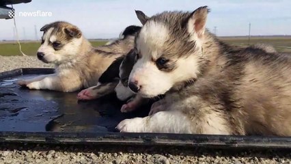 Husky puppies are too cute
