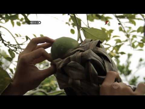 Kisah tragedi warga keturunan Portugis yang tinggal di Lamno - NET12