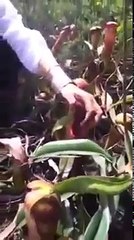 Девки нашли интересное растение!