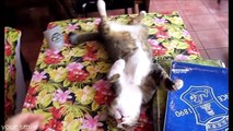 Кошки смешные Прикольные видео про котов