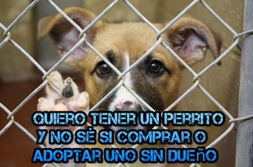 Quiero tener un perrito y no sé si comprar o adoptar uno sin dueño_02
