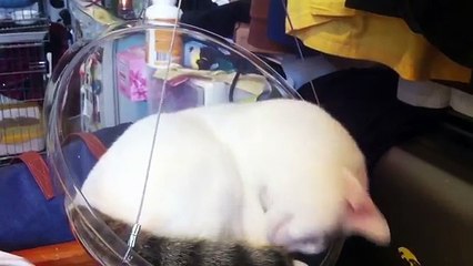 Ces chaises-bulles transparentes ont été spécialement conçues pour nos amis les chats, et c'est canon !