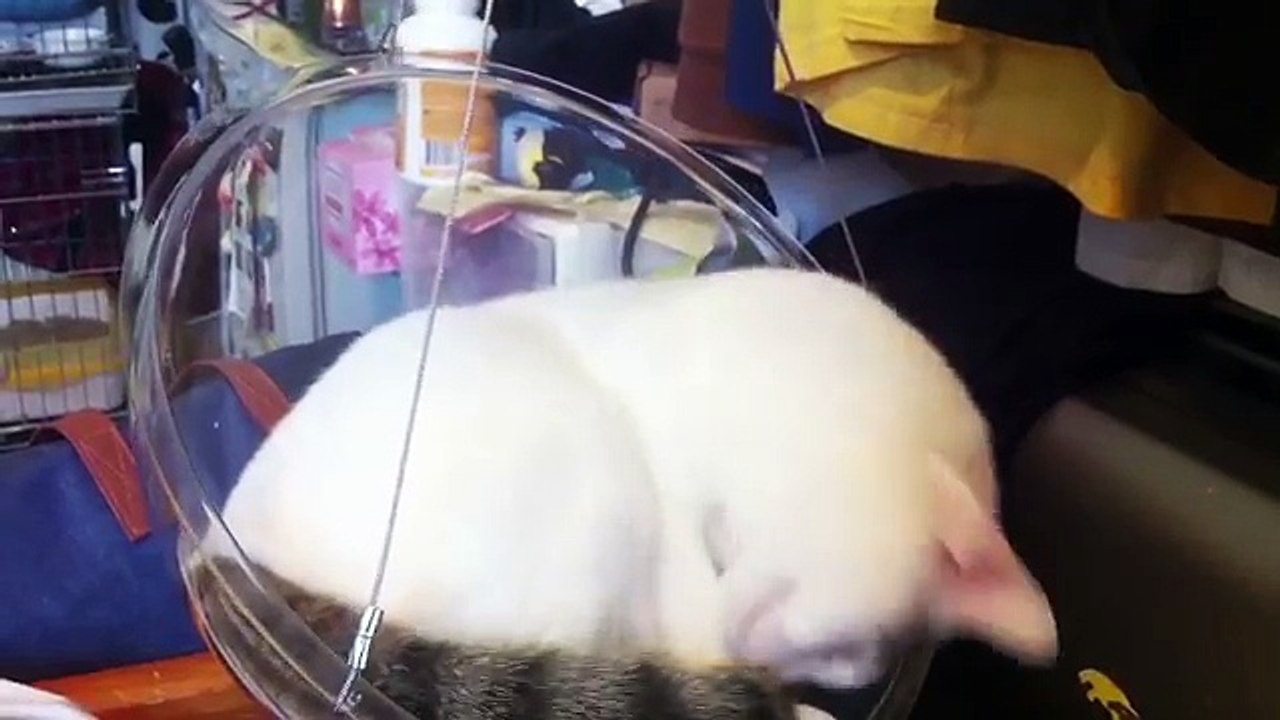 Ces chaises-bulles transparentes ont été spécialement conçues pour nos amis les chats, et c'est canon !