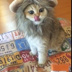 Aslan Kılığına Giren Kedicik