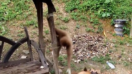 Смешная обезьяна дразнит собаку