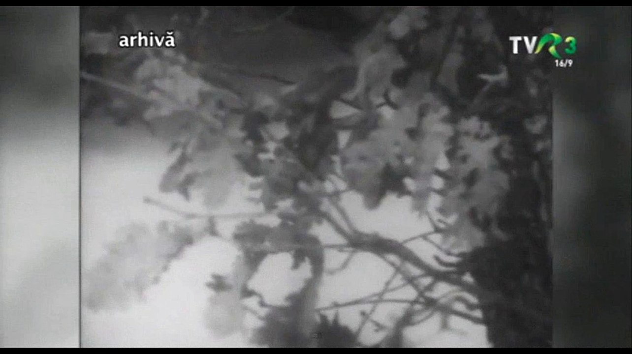 Ion Dolanescu - Cresti padure si te-ntinde
