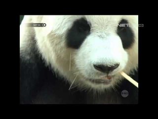 Panda Pemberian RRC untuk Malaysia Sebagai Kerjasama Diplomatik -NET24