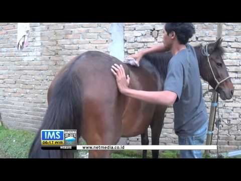 Perawatan Pijat untuk Kuda Agar Tetap Sehat dan Berstamina -IMS