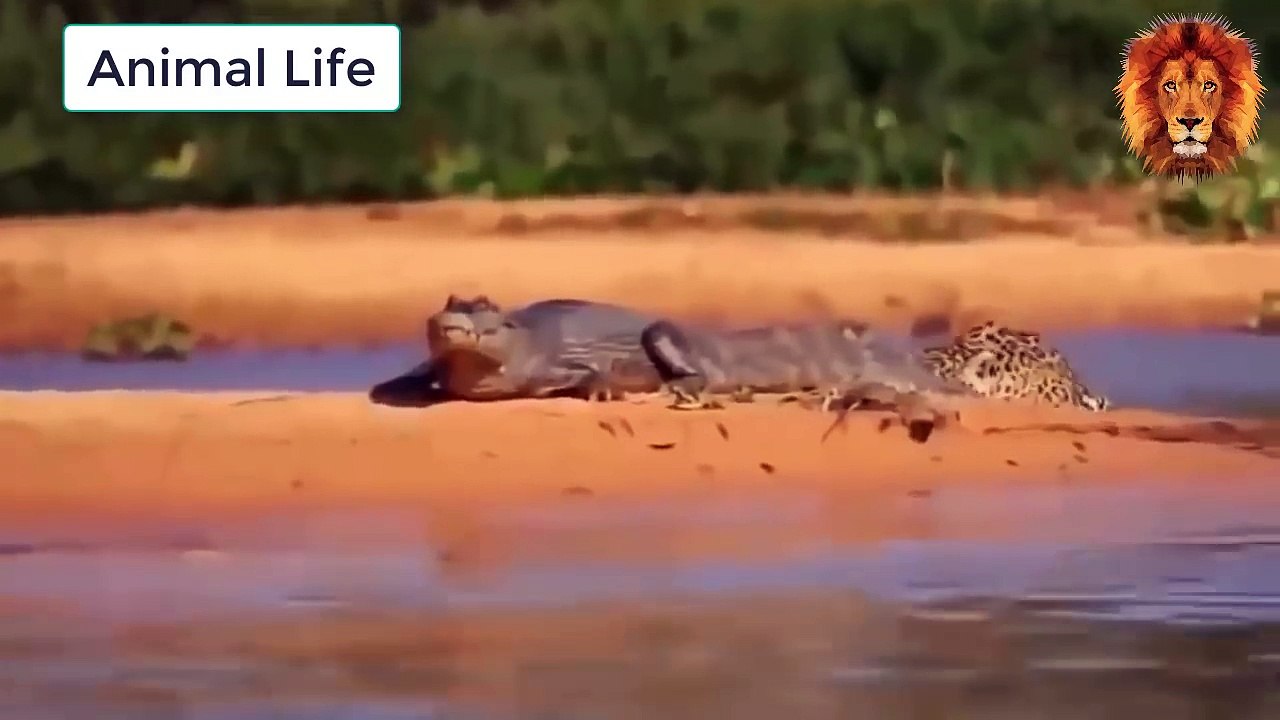 Acestea sunt cele mai SÂNGEROASE lupte între diferite specii. Un videoclip care NU este pentru oricine!