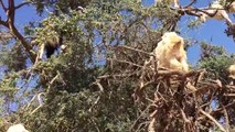 Mountain Goats Goas to Trees - Exploring Beauty