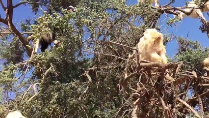 Mountain Goats Goas to Trees - Exploring Beauty