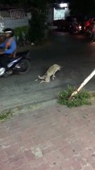 This Dog can Do Amazing Fun with Car Driver- Eploring Beauty