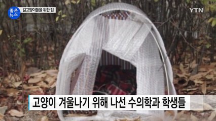 [좋은뉴스] 서울대학교에 만들어지는 '특별한 고양이 집' / YTN (Yes! Top News)