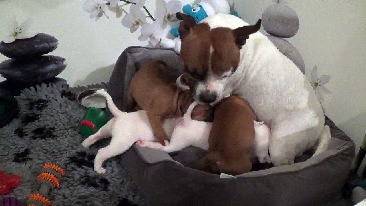 44ème vidéo Chiots de la 27ème portée de STAFFORDLAND