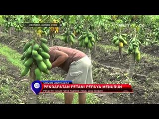 Download Video: Ratusan tanaman pepaya California milik petani Tegal gagal panen - IMS